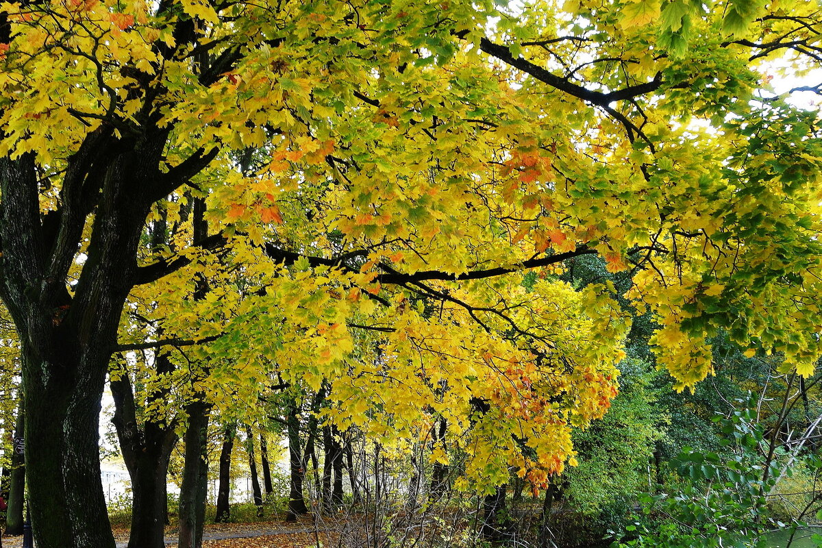 Картинки осени - Рита Симонова