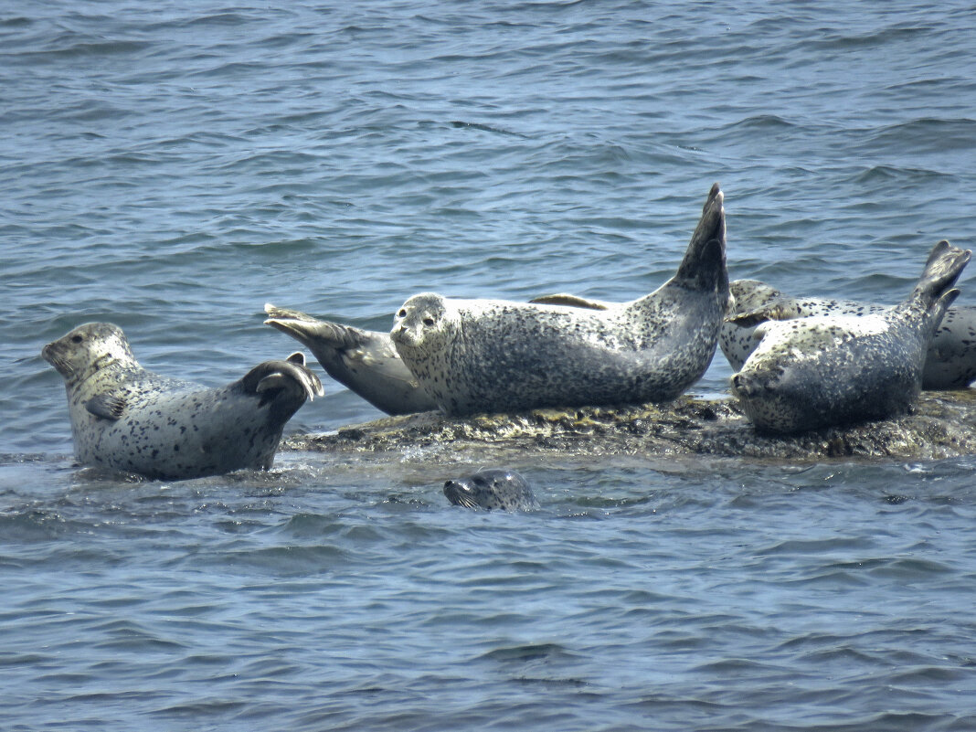 А что вы тут делаете? - ИРЭН@ .