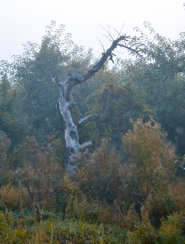 осень в саду - Genych Bartkus