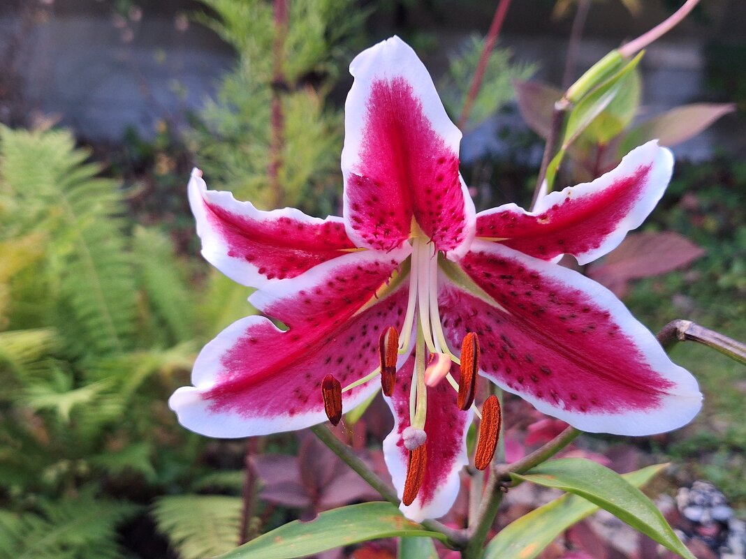 Лилия - Наталья 