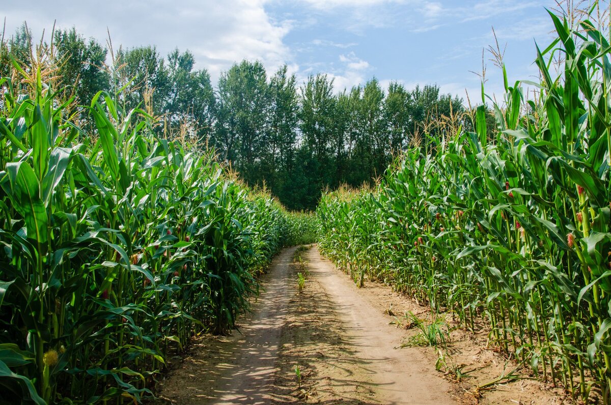 Кукуруза - Галина Ложечникова