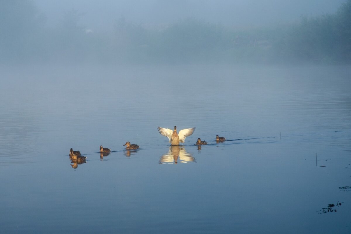 Утки - Галина Ложечникова