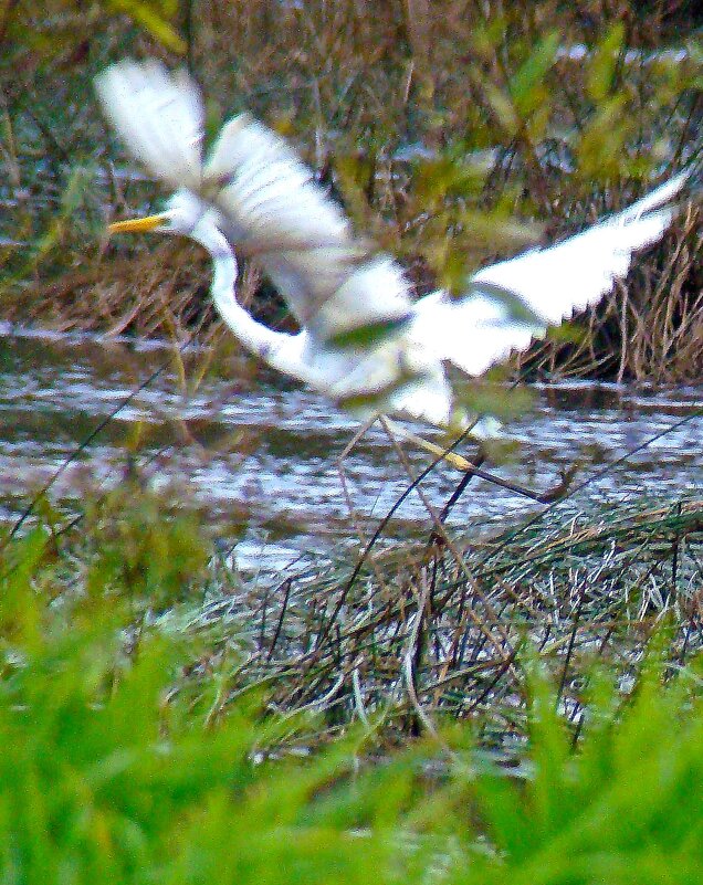 большая белая цапля - gawrilа - dan