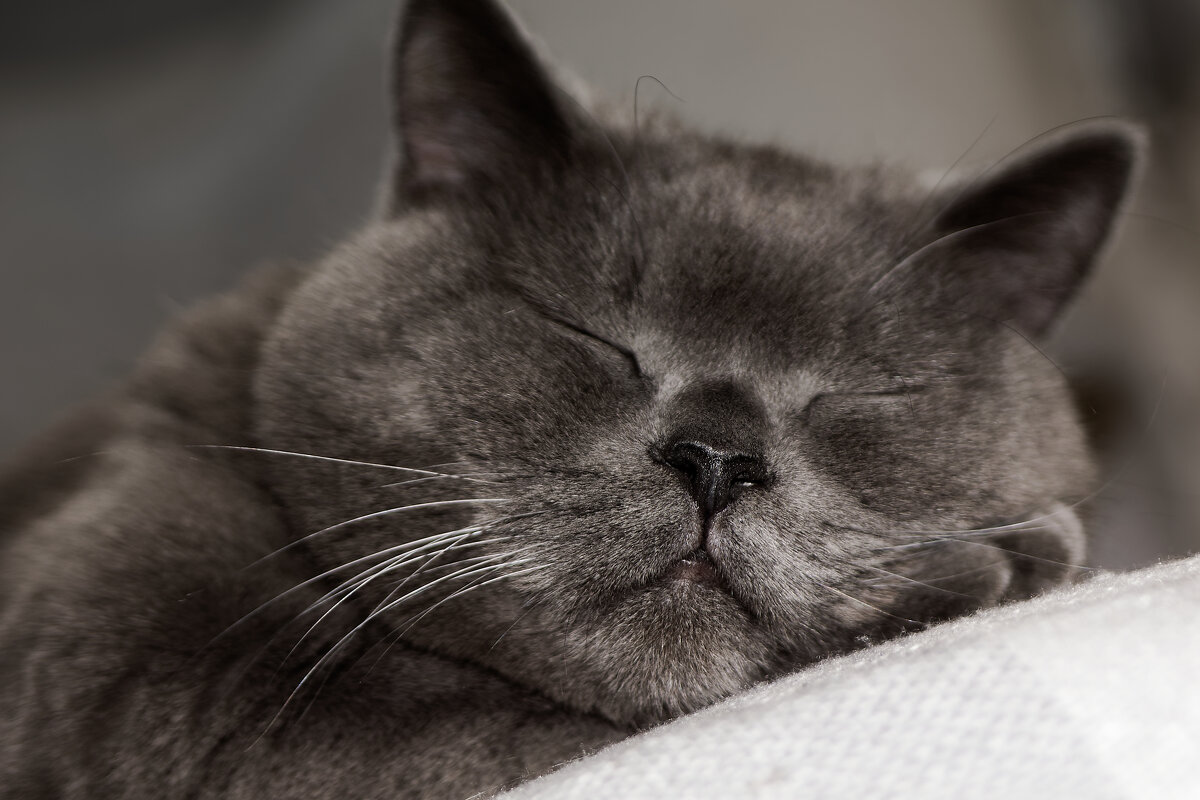 Блаженство - Вячеслав Алтай