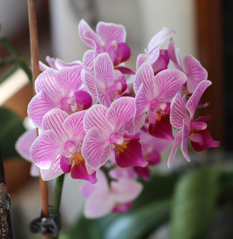 Мультифлора - Irene Irene Мультифлора - Irene Irene