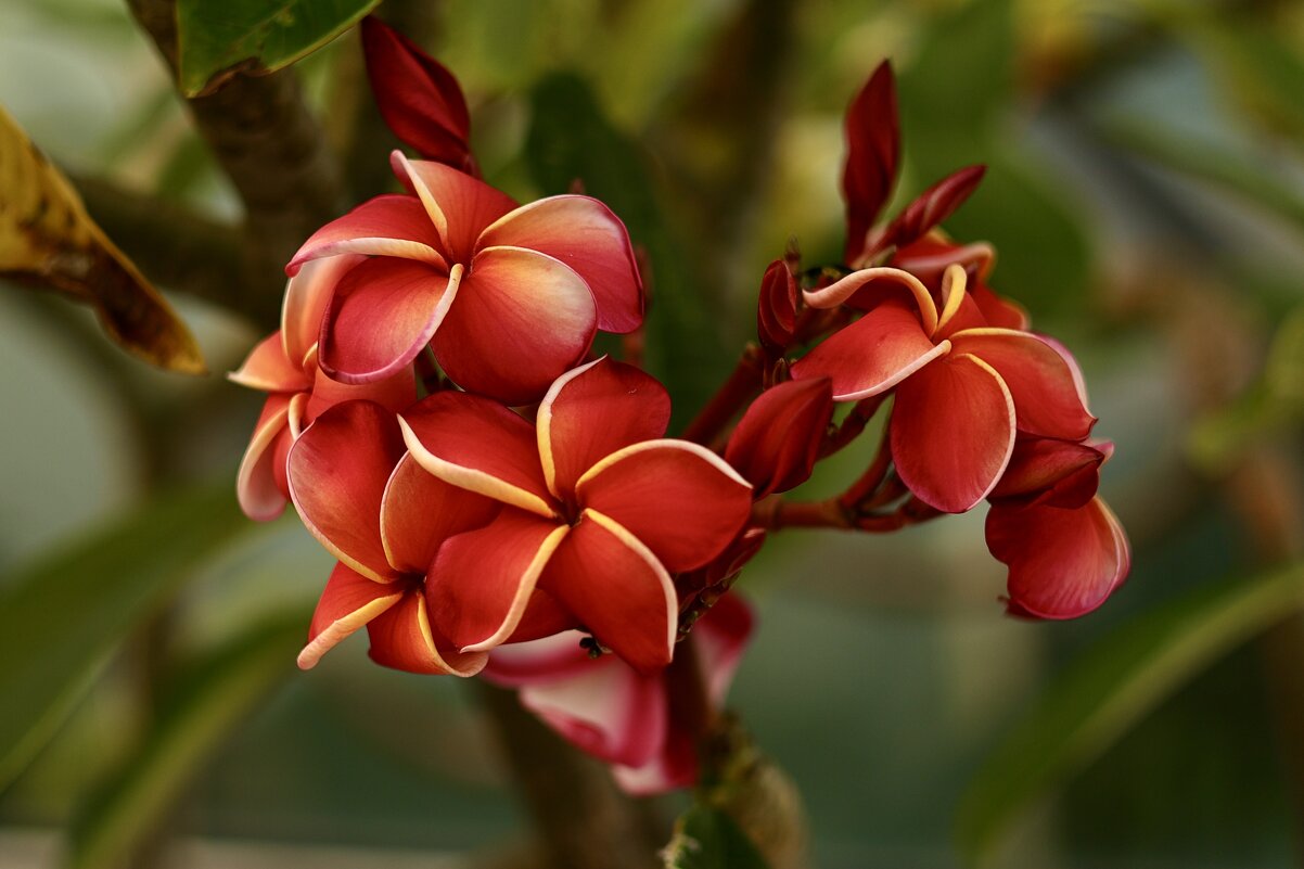 «Тайская магнолия» - Натали Королева