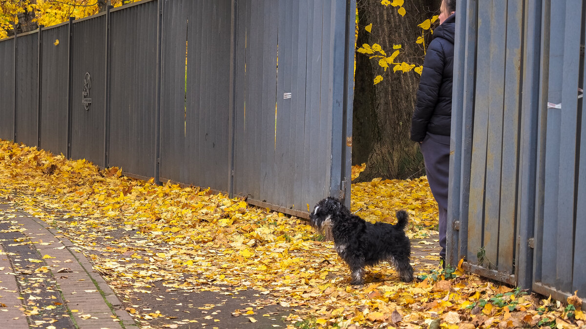 ***** - юрий поляков