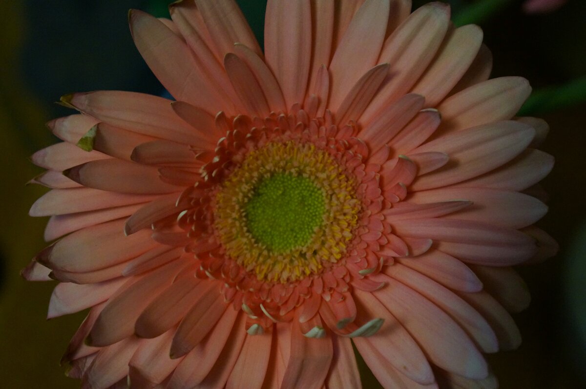 * - Алёна Савина