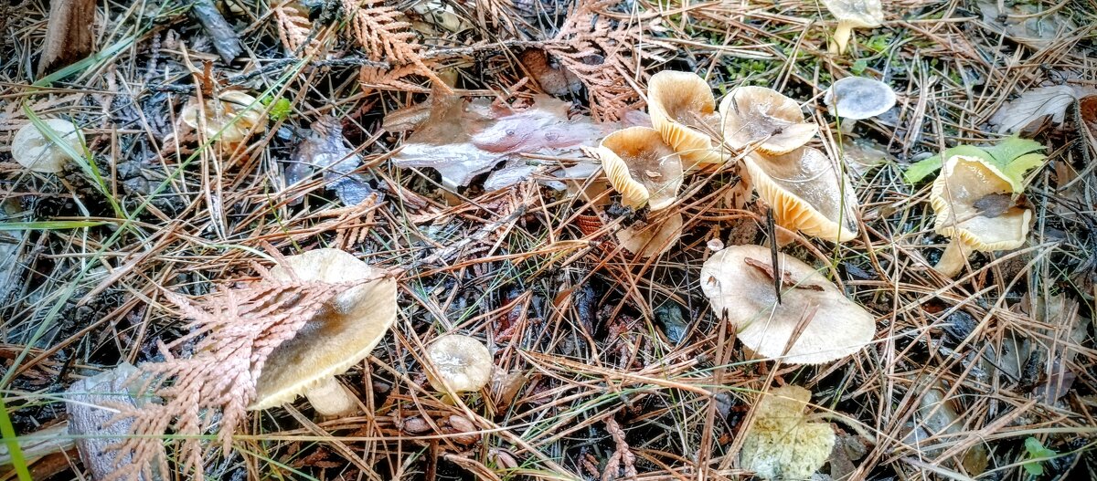 Грибы осени. - Михаил Волобуев