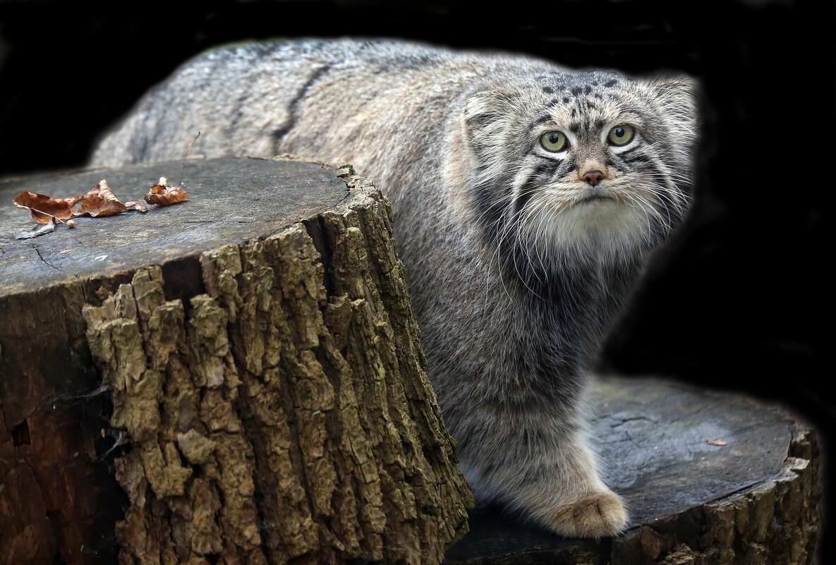 манул - Михаил Бибичков