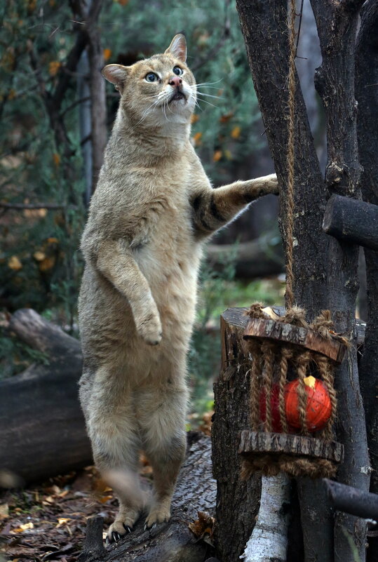 камышовый - Михаил Бибичков