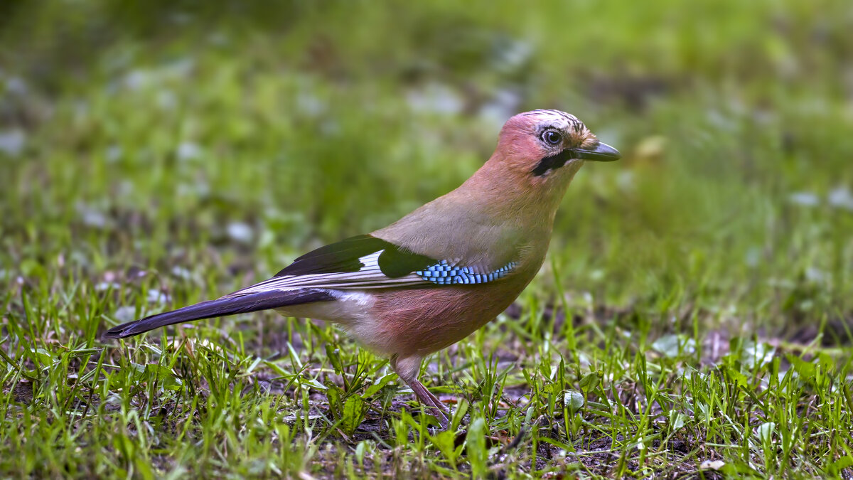 ** - Николай Соколухин