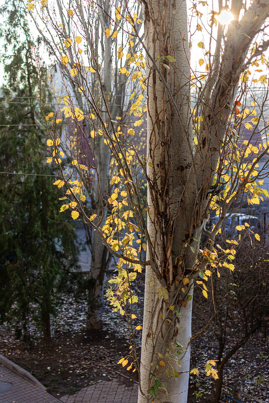 Осень - Сергей 