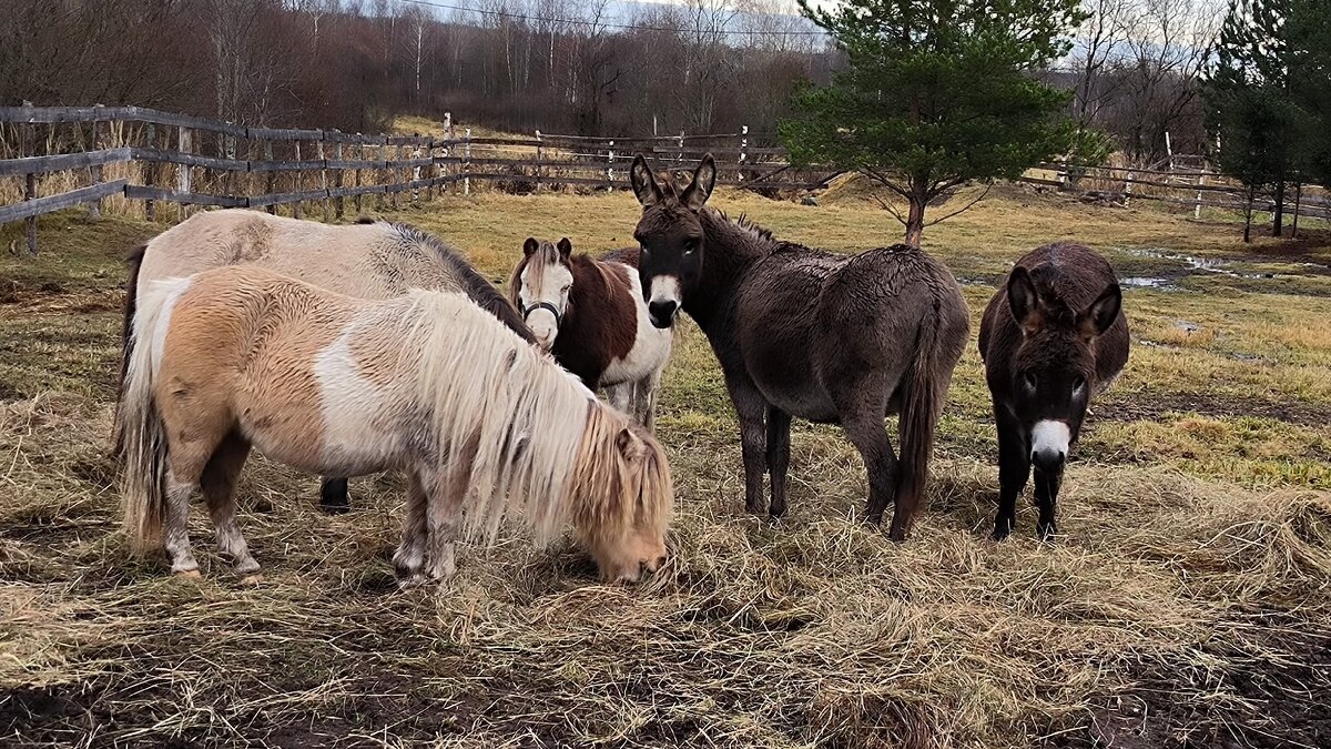В Яви Нави. - Ольга 