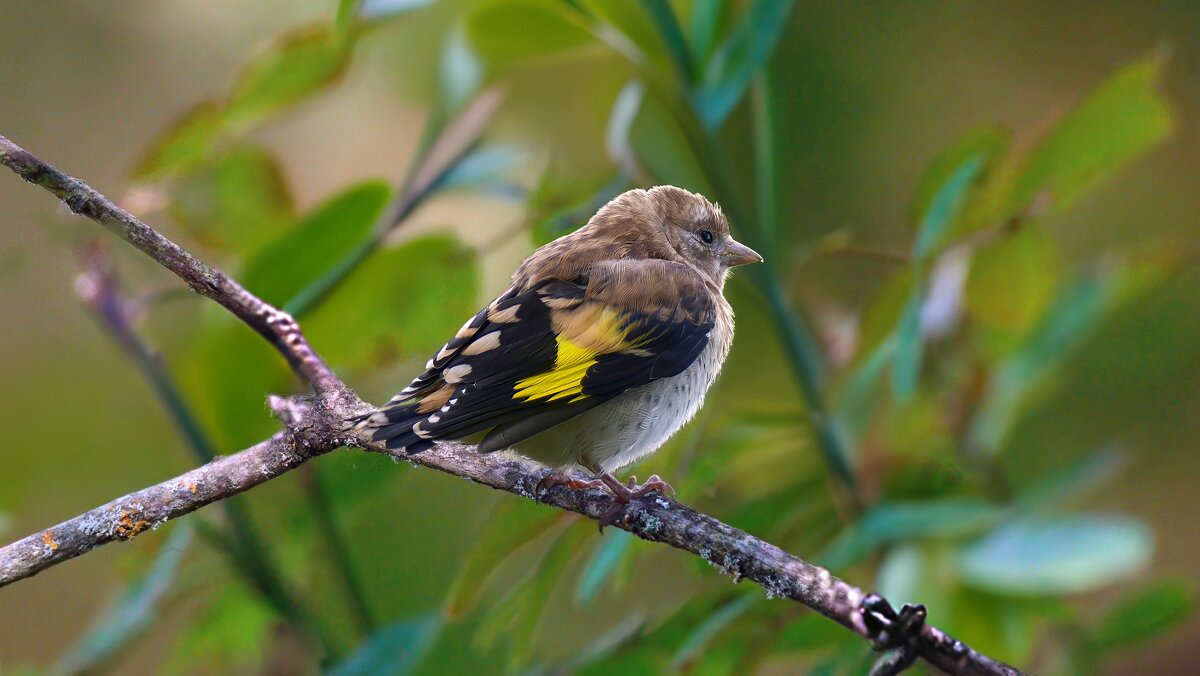 молодой щегол - Николай Соколухин