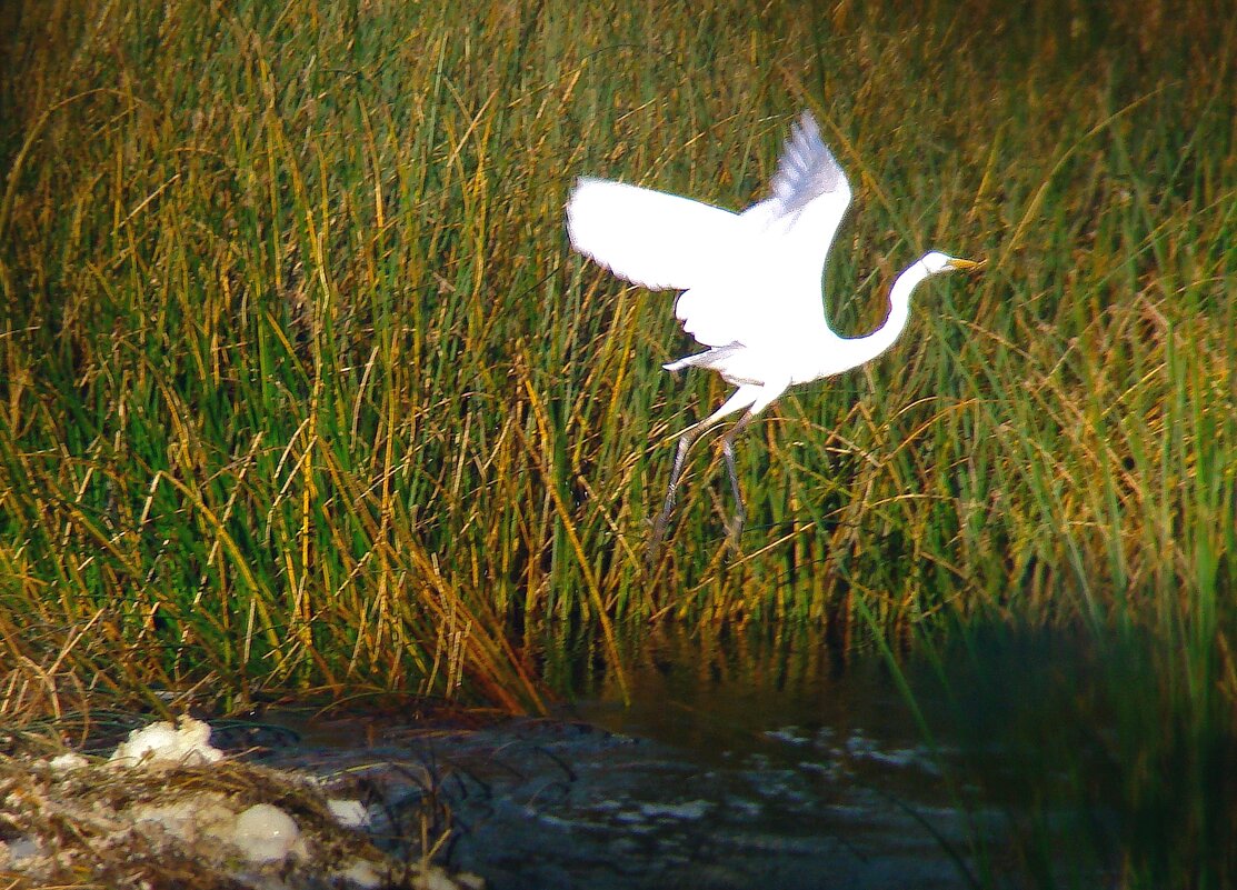 большая белая цапля - gawrilа - dan