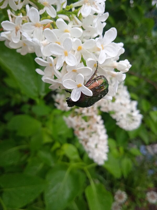 Зелёный жук - Валентина 