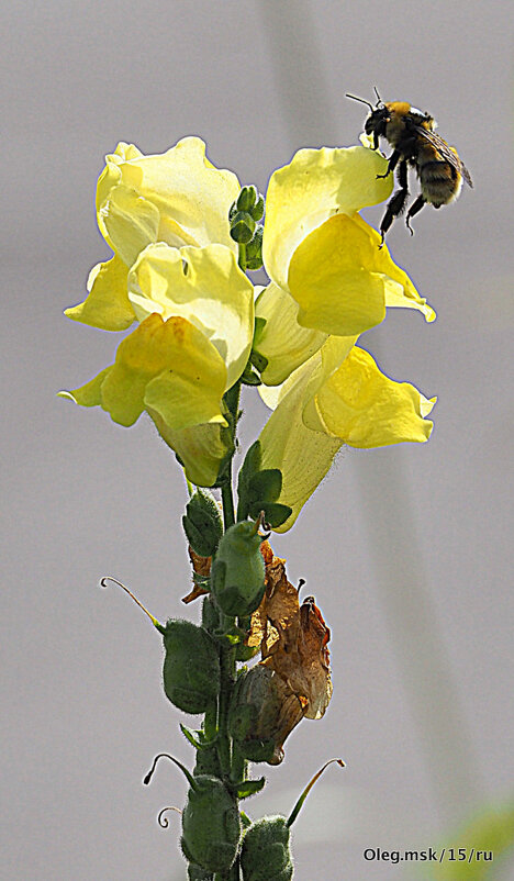работа у пчелки такая - Олег Лукьянов