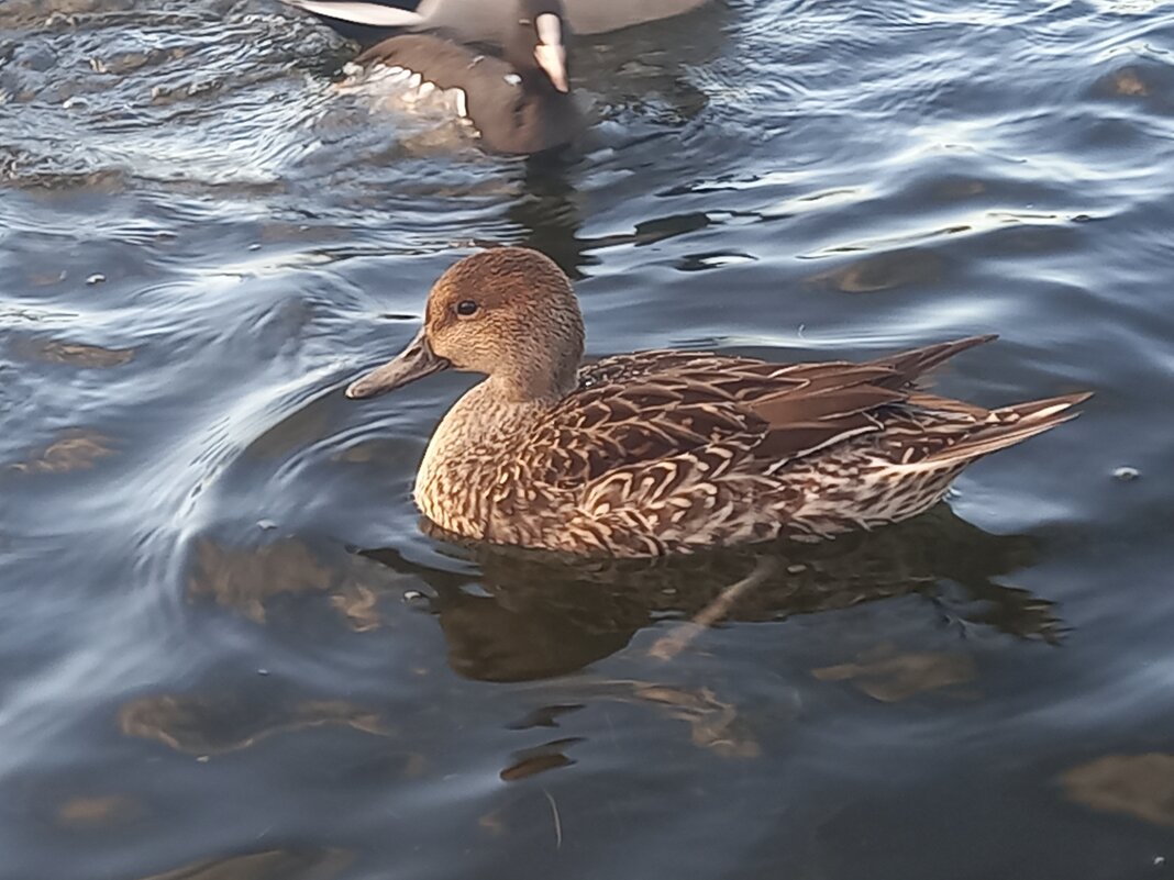Шилохвость - Сапсан 