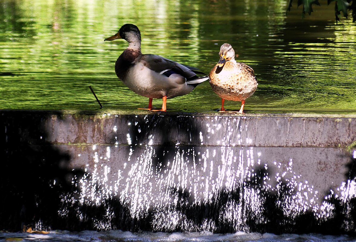 Из жизни птиц(серия) - Владимир Манкер