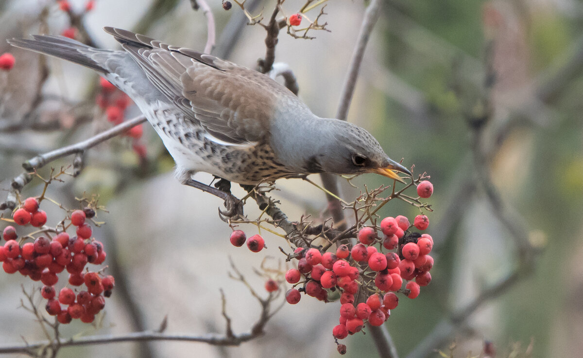 *** - Владимир Безбородов