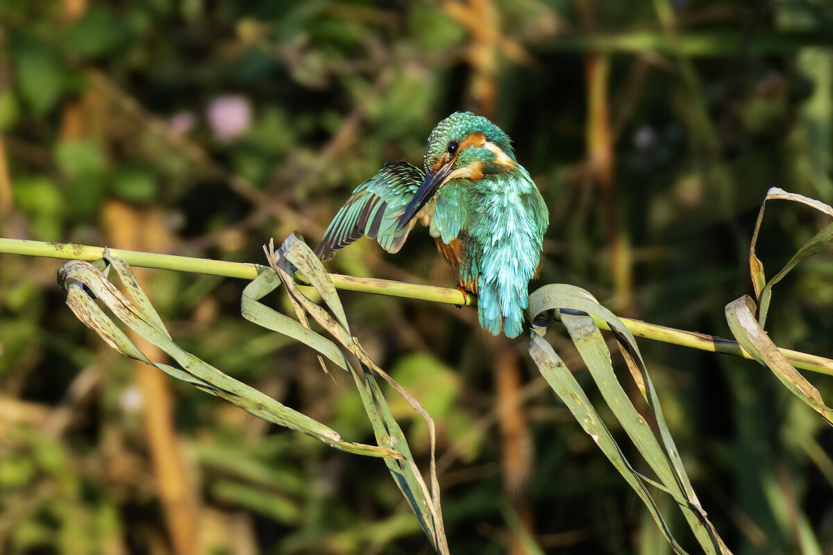 Классная шубейка :) - Alexander Amromin