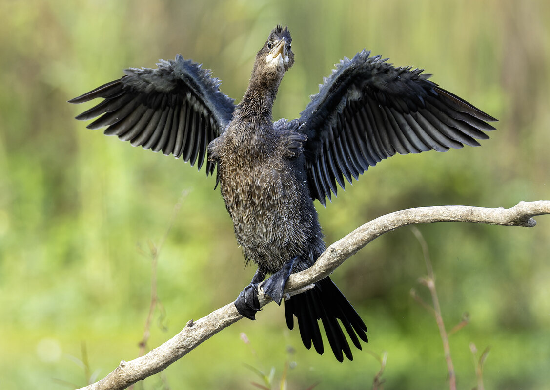 Карликовый баклан. - Alexander Amromin