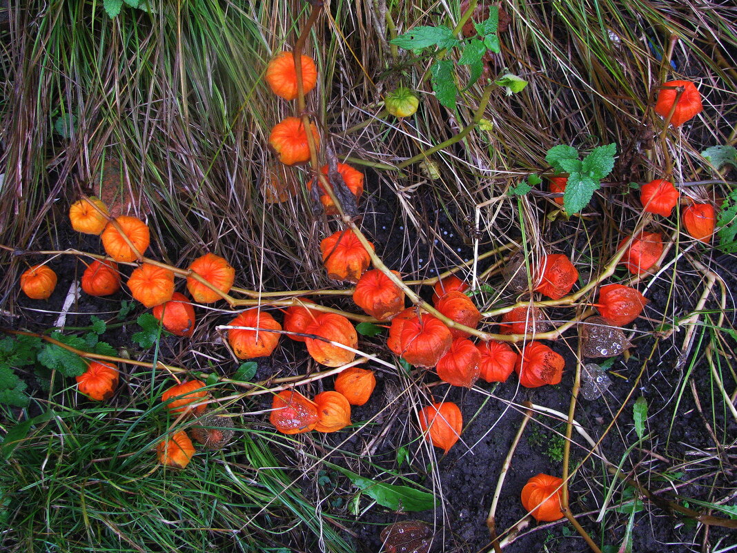 Готов к букетам - Людмила Смородинская
