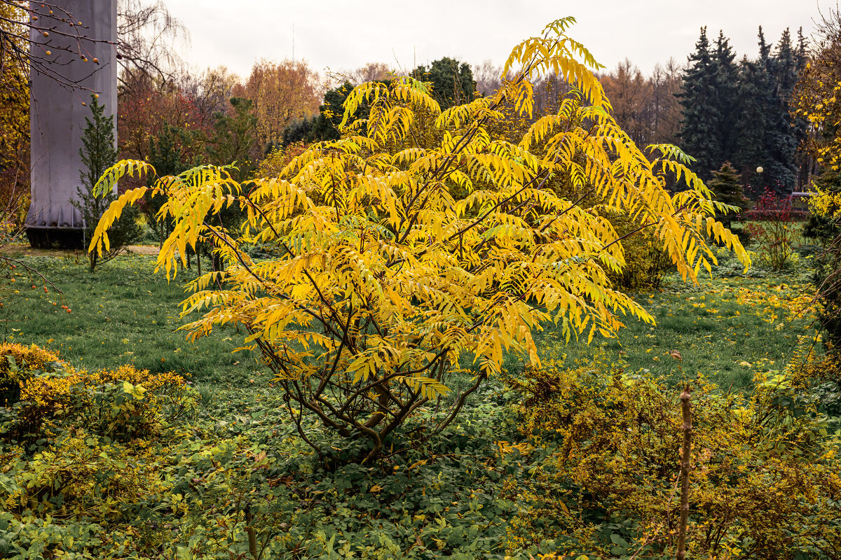 Куст - Валерий Пославский Куст - Валерий Пославский