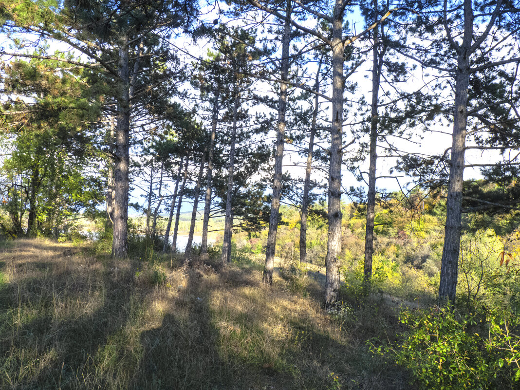 Сосновый  бор - Валентин Семчишин