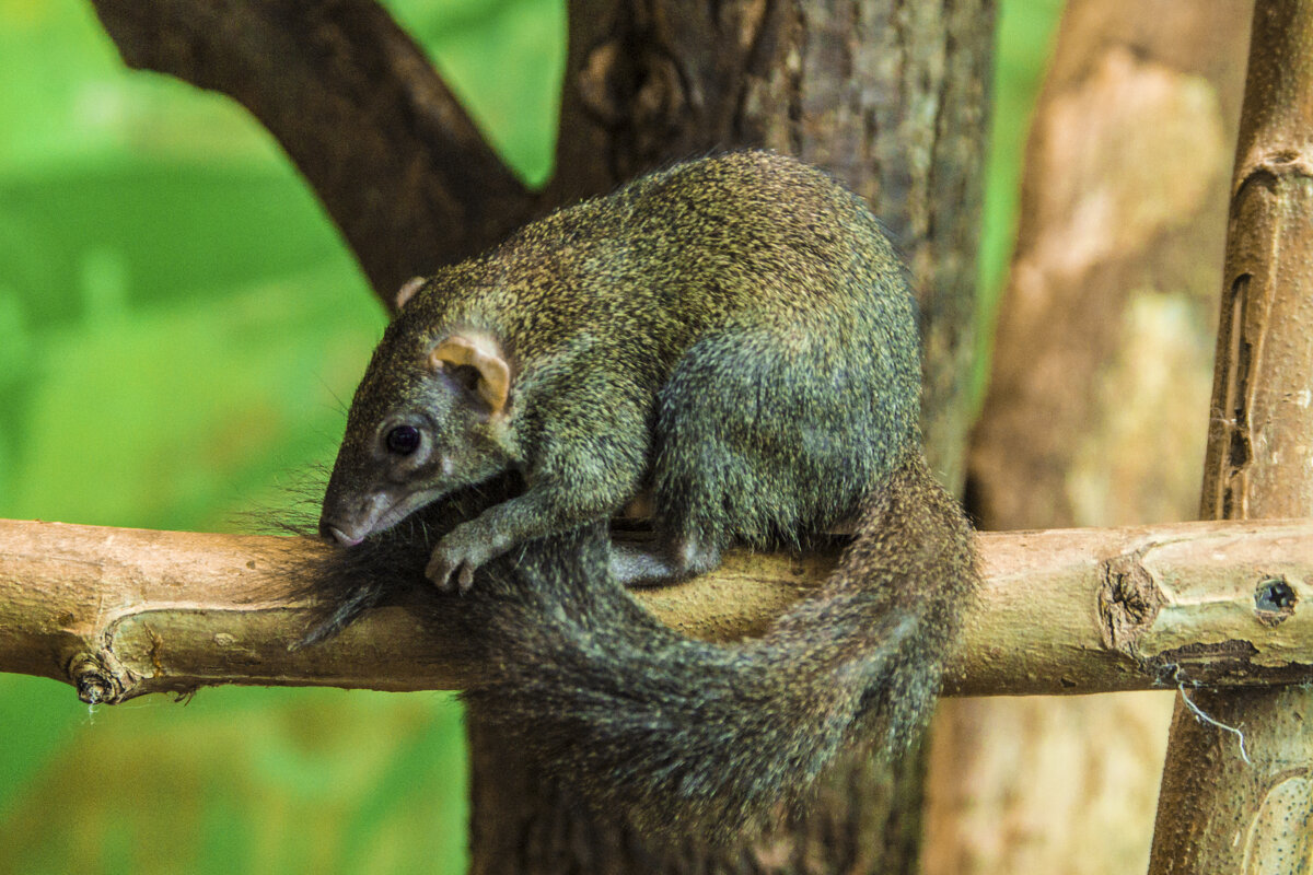 Мой зоопарк - Карликовая Мара - Владимир Максимов