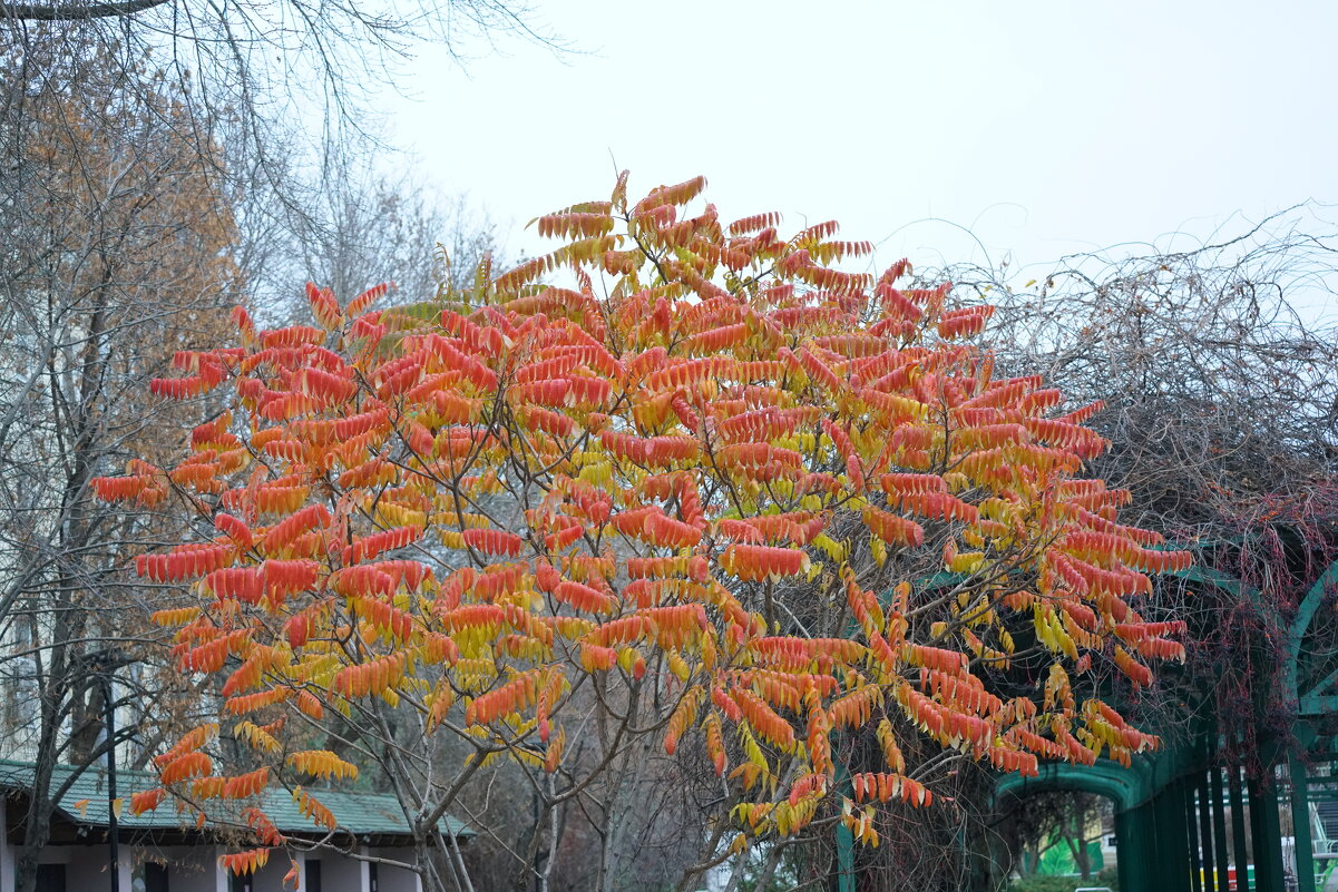 *** - Иван Литвинов