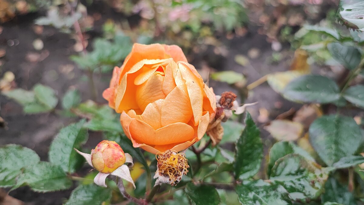 ,,, - Сергей Тимоновский