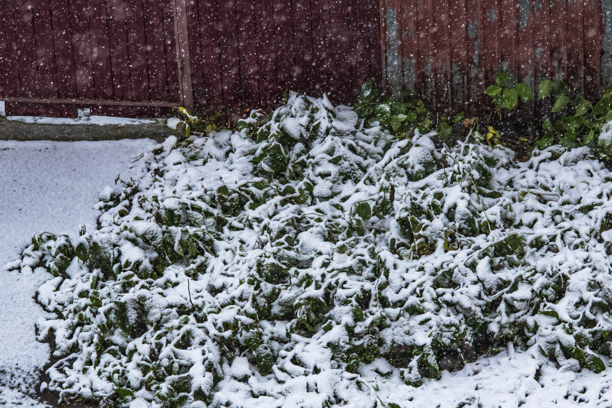 У нас, первый снег. - Петр Беляков У нас, первый снег. - Петр Беляков