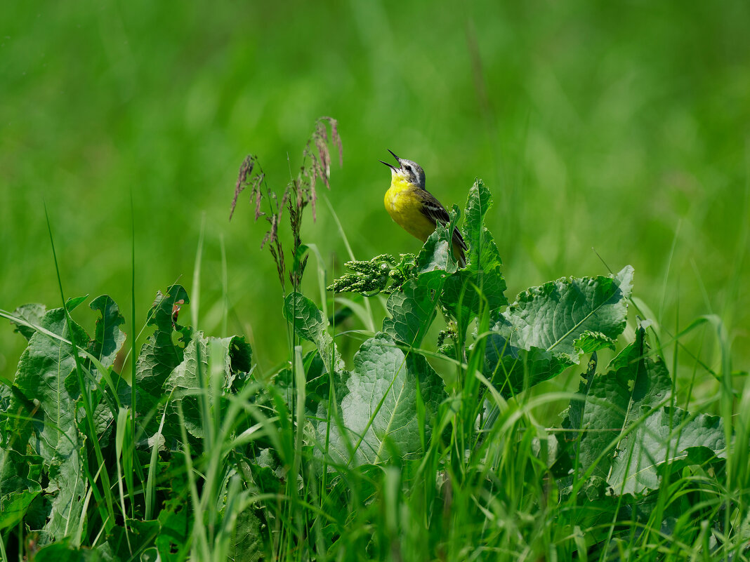 Проснись и пой! - Вячеслав Алтай