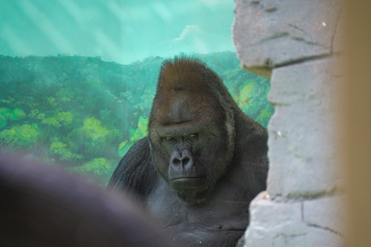 Босс - Иван Литвинов