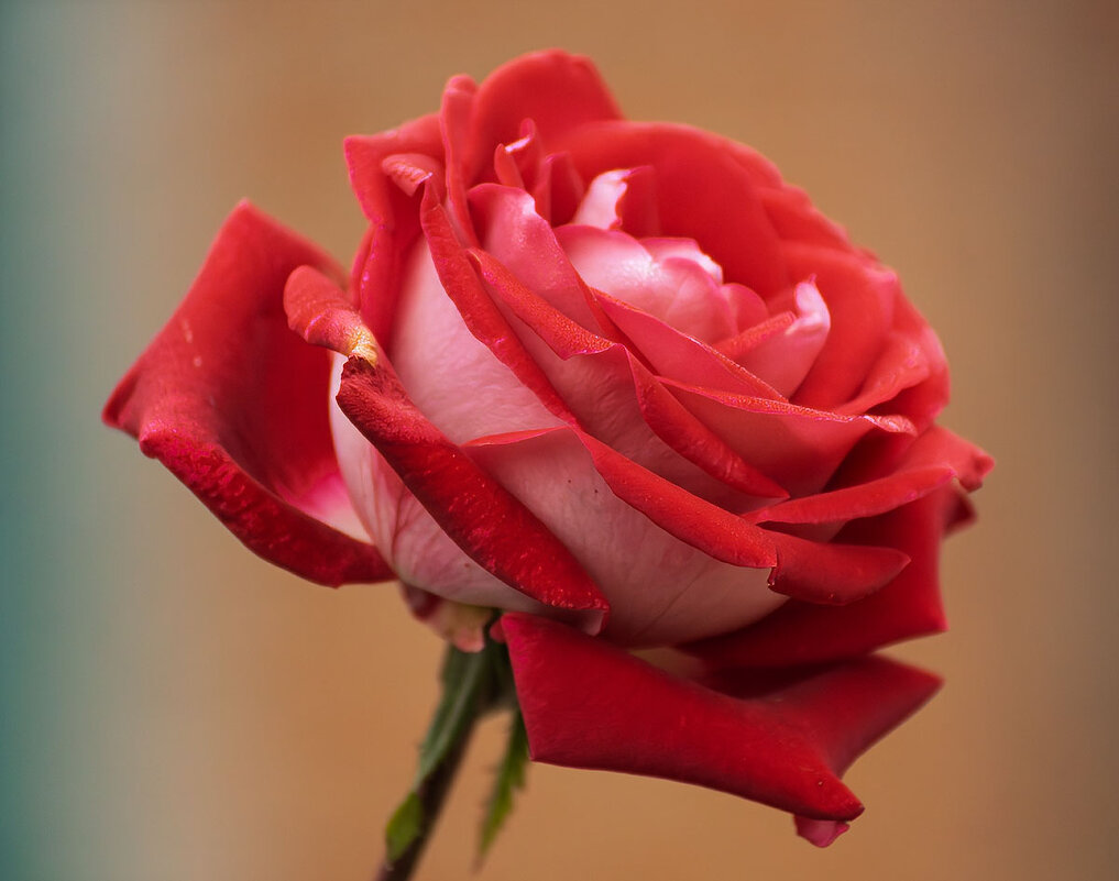 Роза - Игорь Сикорский