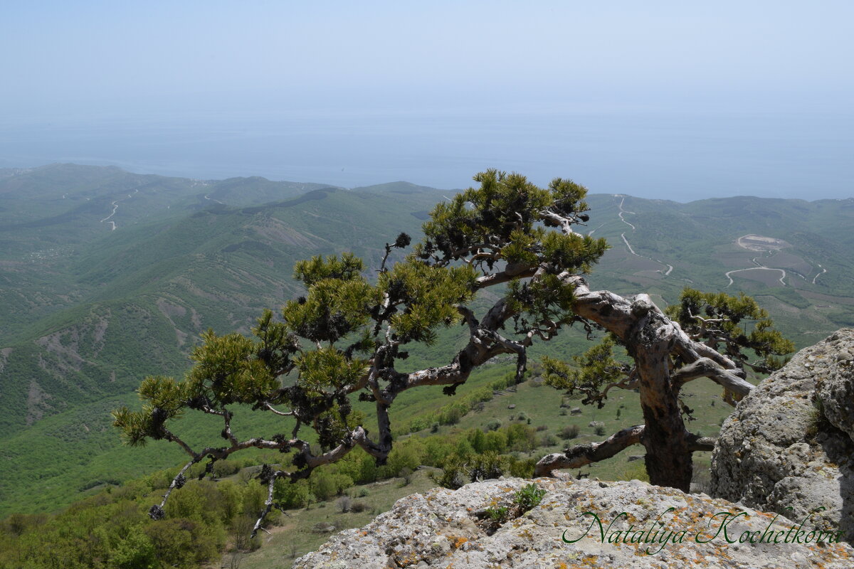 Природа Крыма - Amazing Cosmea