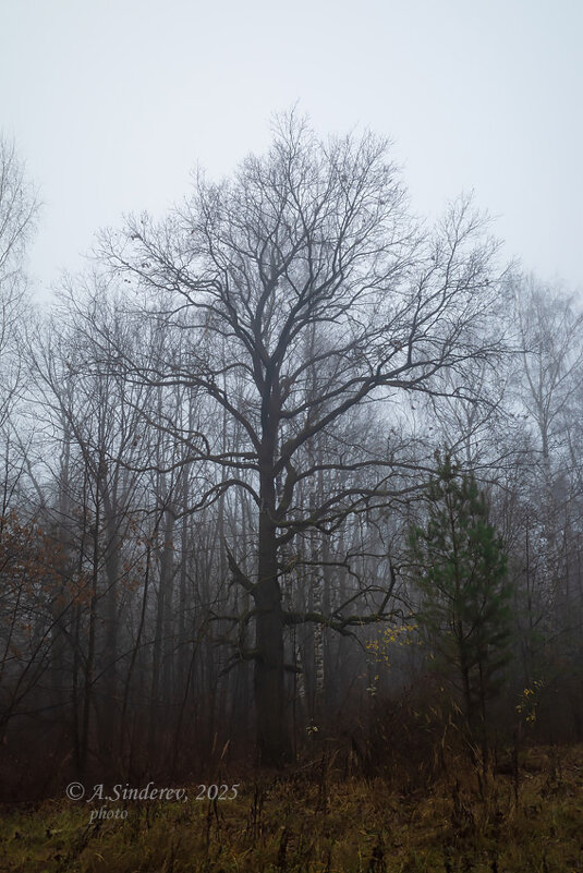 Дерево в ноябре - Александр Синдерёв