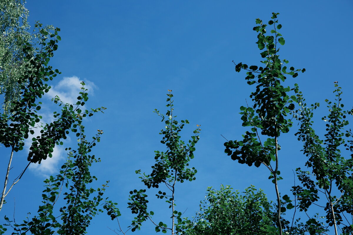 Фотография - Денис Безногов