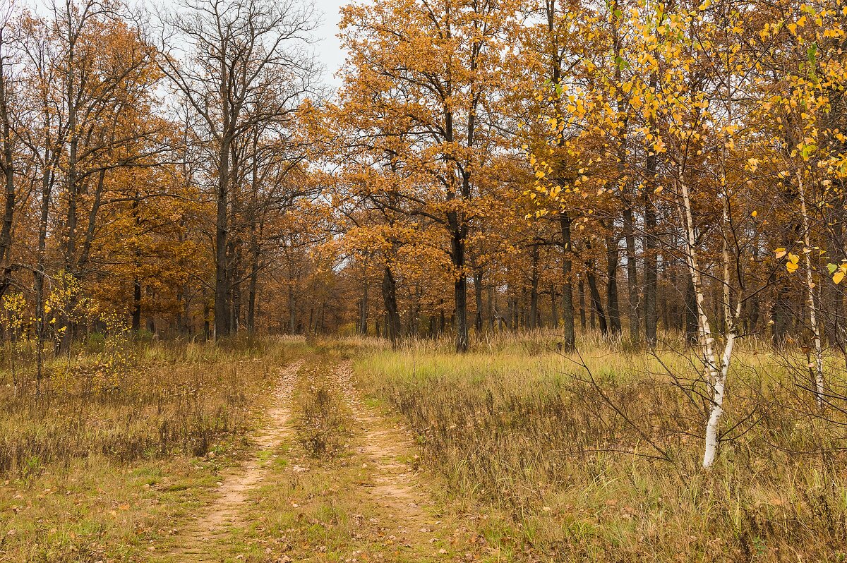 *** - Андрей Андрианов