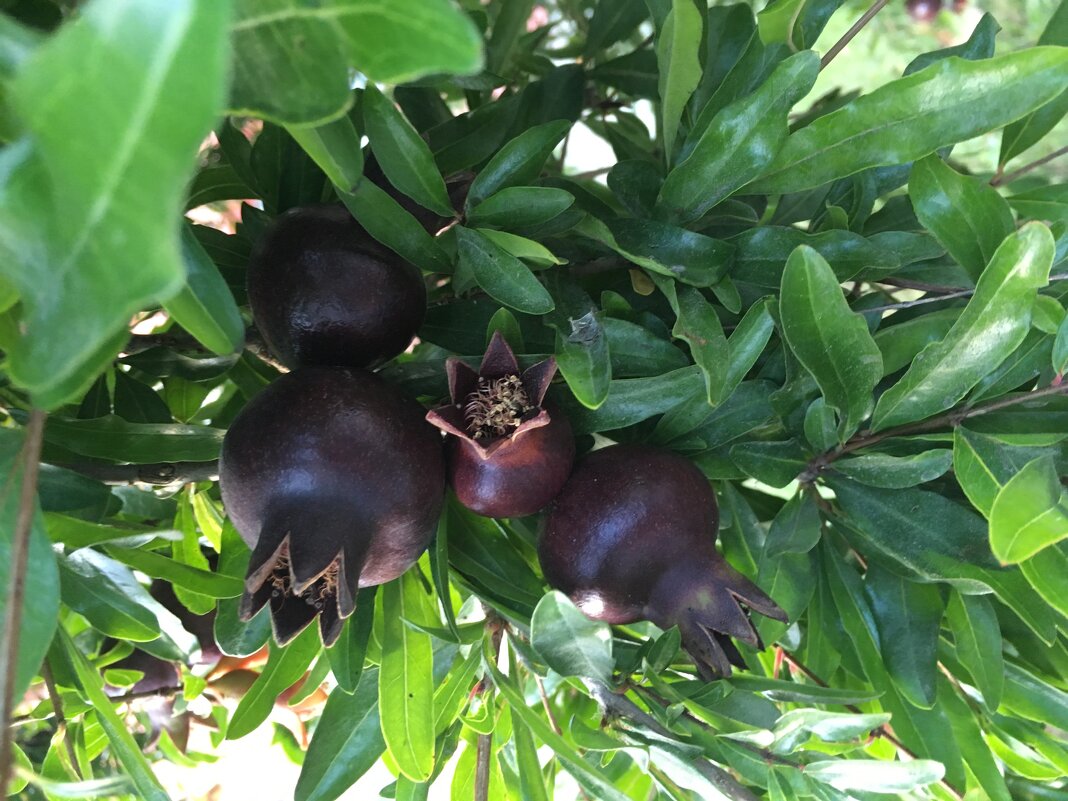 Гранатики - Ольга Савельева 