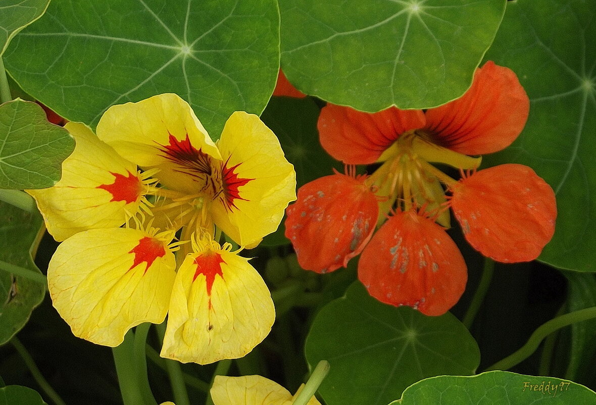 Настурция - Freddy 97 Настурция - Freddy 97