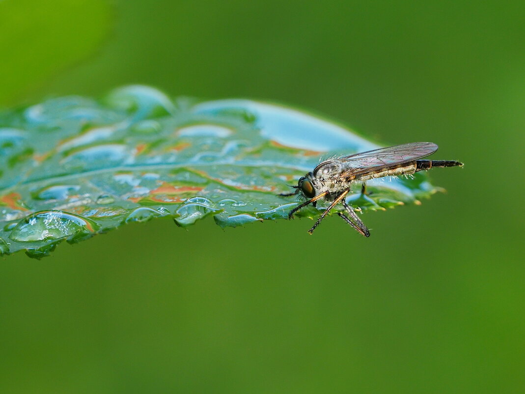Утро, ктырь,жажда. - Евгений Седов