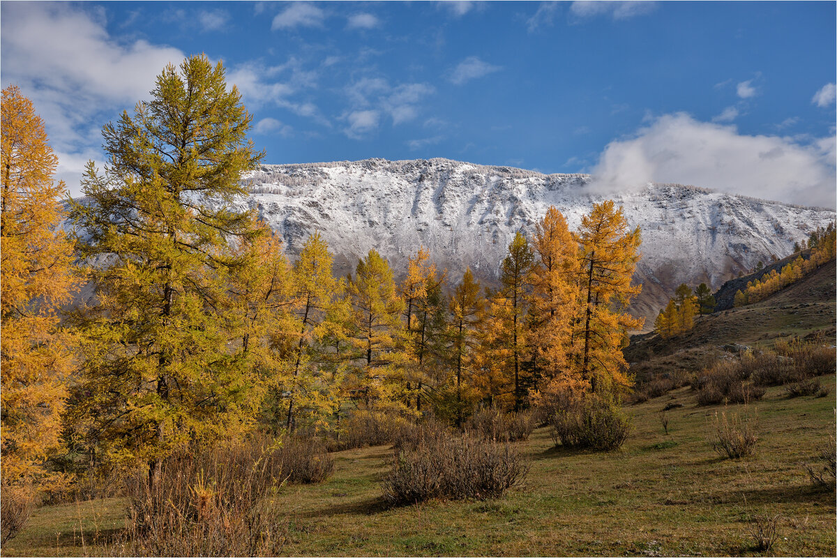 Золото осени... - Алексей Мезенцев Золото осени... - Алексей Мезенцев