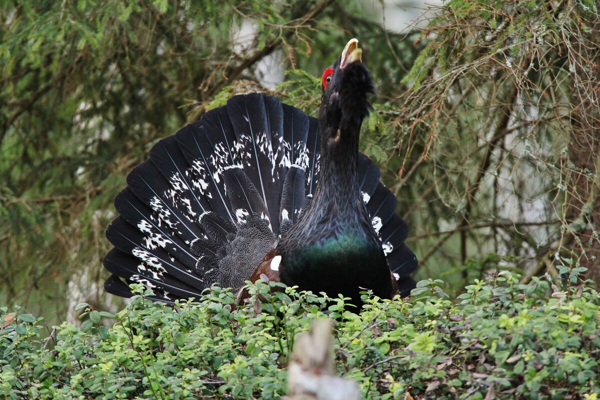Глухарь затоковал - Сергей Лычагин