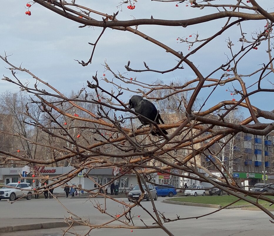 НОЯБРЬ - Венера Чуйкова