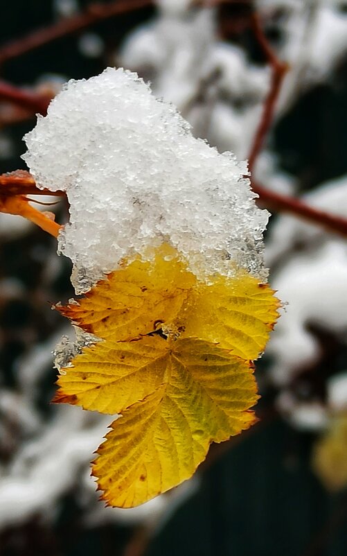 Снежный сюрприз ноября! - veilins veilins