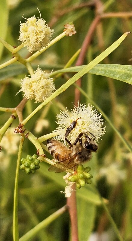 Ноябрьская пчелка - Аркадий Басович