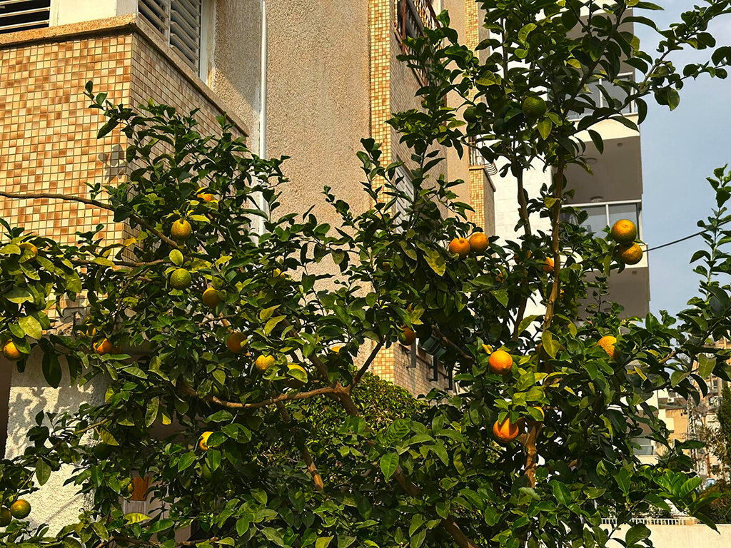 ЛИМОН   МЕЙЕРА - Анатолий Малобродский